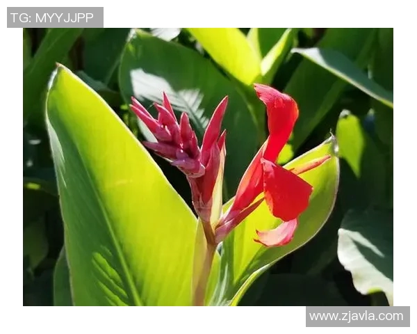 电竞新闻专访陈军揭秘和平精英成功背后的战略与创新思维